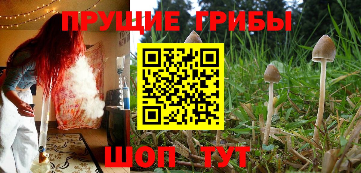 Псилоцибиновые грибы Cubensis  Вход с VPN  Псилоцибиновые грибы прущие грибы  Когалым 